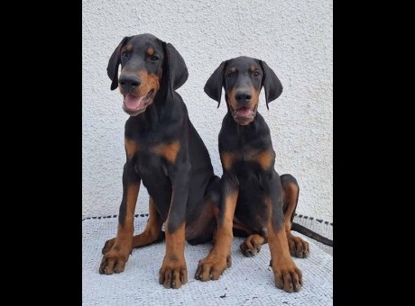 4 doberman  b1024.jpg